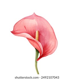 Watercolor clipart Anthurium Pink, peace, and purple color