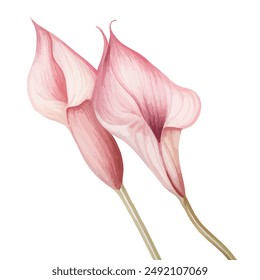 Aquarell Clipart Anthurium Pink, Peace und lila Farbe