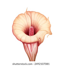 Watercolor clipart Anthurium Pink, peace, and purple color