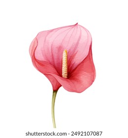 Watercolor clipart Anthurium Pink, peace, and purple color