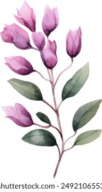 Aquarell Clipart Bougainvillea Blume lila und rosa Farbe