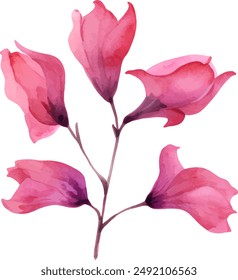 Aquarell Clipart Bougainvillea Blume lila und rosa Farbe