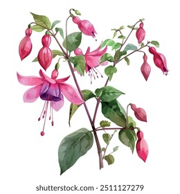 Watercolor clipart of Fuchsia, isolated on a white background, Fuchsia vector