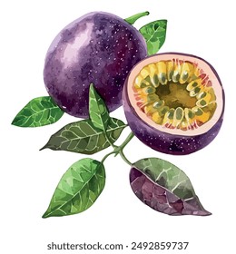 Watercolor clipart of Passion fruit, isolated on a white background, Passion fruit Painting