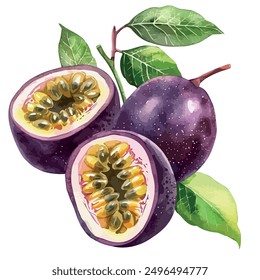 Watercolor clipart of Passion fruit, isolated on a white background, Passion fruit Painting