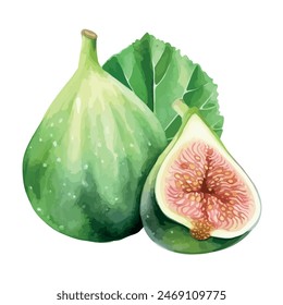 Watercolor clipart vector of Fig, isolated on a white background, Fig vector, drawing clipart, Illustration Vector, Graphic Painting, design art, logo