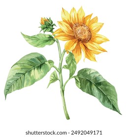 Watercolor clipart vector of sunflower (Helianthus annuus), isolated on a white background, sunflower vector, drawing clipart, Illustration Vector, Graphic Painting, design art, logo