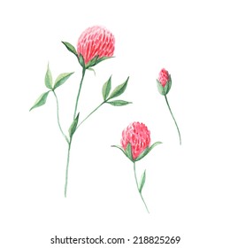watercolor clover flowers. cards, postcards, poster, banner, visit card.