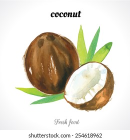 Watercolor coconut. Nuts. Watercolor illustrations of organic food. Fresh exotic food.