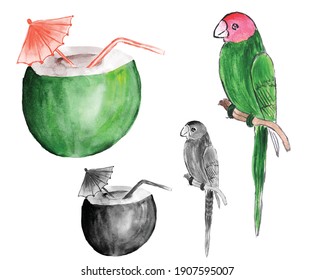 Watercolor Coconut and parrot vector for anything   