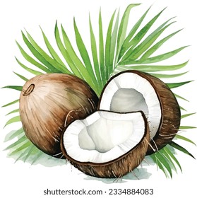 Watercolor Coconut vector with tropical leaves. Isolated on white background.