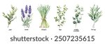 Watercolor Collection of Aromatic Garden Herbs. Hand-drawn Fresh Sage, Thyme, Lavender, Juniper, Lemongrass, and Eucalyptus. Perfect for Essential Oils, Wellness, and Culinary Uses.