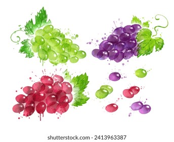 Watercolor collection of bunches of grapes with leaves, berries and paint splashes isolated in white background