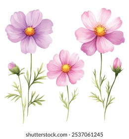 A watercolor collection of cosmos and wildflowers in soft shades of pink and blue, with delicate green stems and leaves, isolated on a white background.
