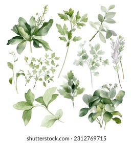 Watercolor collection of fresh herbs. Isolated kitchen herbs illustration