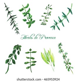 Watercolor collection of herbs de Provence. Rosemary, basil, thyme, sage, peppermint, summer savory, marjoram, oregano.  