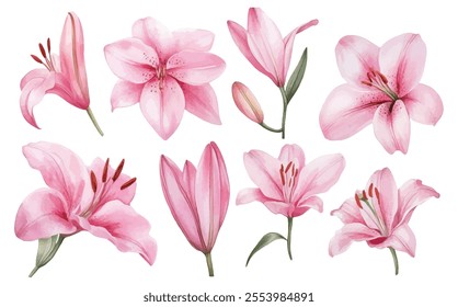 A watercolor collection of pink lily flowers in different blooming stages, featuring delicate petals and green leaves for elegant designs.
