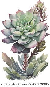 Watercolor color single succulent plants illustration isolated