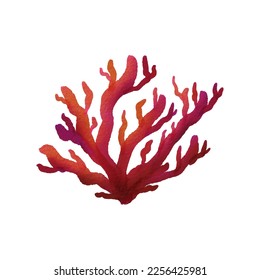 Watercolor colorful corals closeup on white background. Hand painting on paper