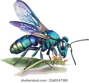 Watercolor Colorful Cuckoo Wasp Vector Design
