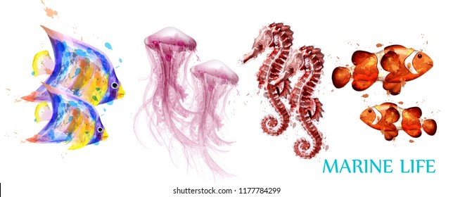 Watercolor colorful fish set collection Vector. Jellyfish, Seahorse, golden fish detailed illustrations