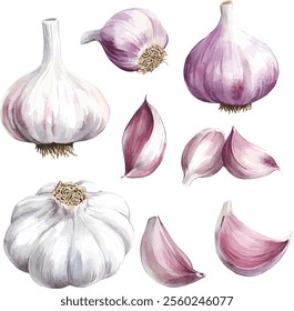 watercolor colorful garlic. Set sketches with cut garlic and clove of garlic. Vector illustration isolated on white background.