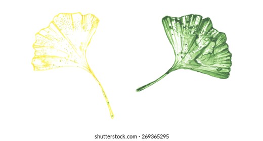 Watercolor colorful ginkgo leaves set