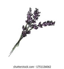 Watercolor colorful Hand-drawn sketch of bunch of lavender on a white background. Lavender plant. Lavender treatment. Branch of lavender. Herbs and plants	
