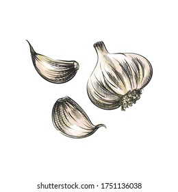 Watercolor colorful Hand-drawn sketch of garlic. Herbs, spices, seeds, seasoning