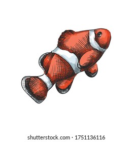 Watercolor colorful Hand-drawn sketch set of sea animal. Red and white nemo fish on a white background. Nemo fish watercolor