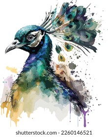 Watercolor Colorful Peacock Vector Design