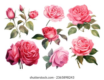 watercolor colorful red rose element set isolated on white background