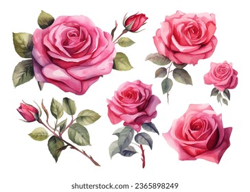 watercolor colorful red rose element set isolated on white background