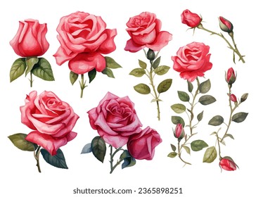 watercolor colorful red rose element set isolated on white background