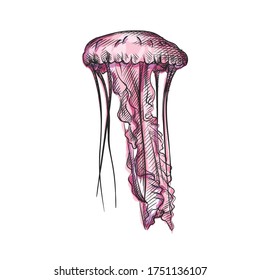 Watercolor colorful  sketch of jellyfish drawn on a white background. Ocean life. Underwater creatures. Aquarium plants and animals	
