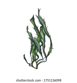 Watercolor colorful  sketch of sea weed drawn a white background. Ocean life. Underwater creatures. Aquarium and water plants	