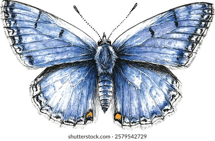 Watercolor the common blue butterfly or European common blue. Polyommatus icarus isolated on white background. Hand drawn painting insect vector illustration.
