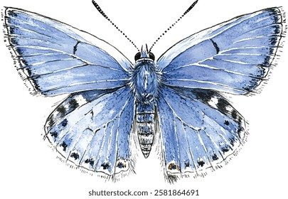 Watercolor the common blue butterfly or European common blue. Polyommatus icarus isolated on white background. Hand drawn painting insect vector illustration.
