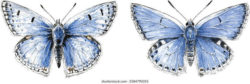 Watercolor the common blue butterfly or European common blue. Polyommatus icarus isolated on white background. Hand drawn painting insect vector illustration.
