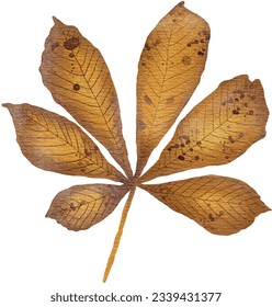 Watercolor Common Horse Chestnut Leaf in Autumn