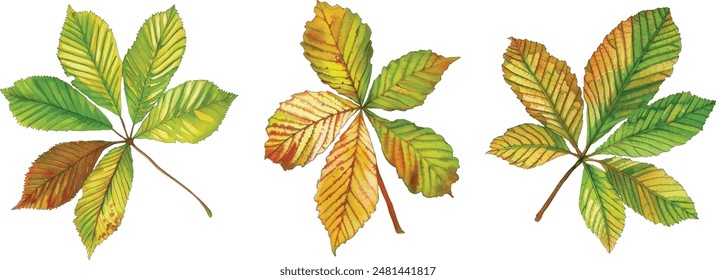 Watercolor Common Horse Chestnut Leaf in Autumn