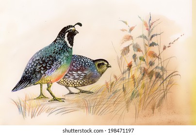 Watercolor Common Quails vector