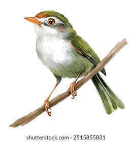 watercolor of common tailorbird clipart illustration isolated