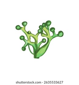watercolor coral and plant sea design illustration