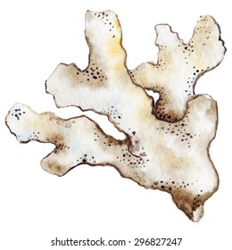 Watercolor Coral Reef Polyp Brown White Beige Vector Isolated Clip Art