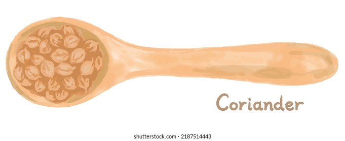 Watercolor coriander seeds on spoon. Vector illustration.	