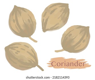 Watercolor Coriander Seeds. Vector Illustration.	