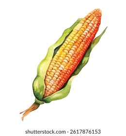 watercolor A corn on the cob	