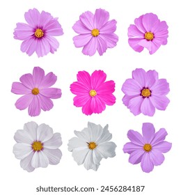 Watercolor cosmos flower isolated on transparent background. vector illustration.