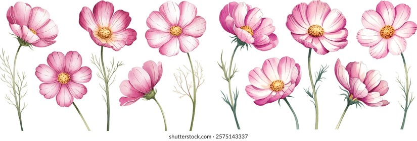 Watercolor Cosmos flowers and buds vector Illustrations. Pink cosmos flowers isolated on white background.